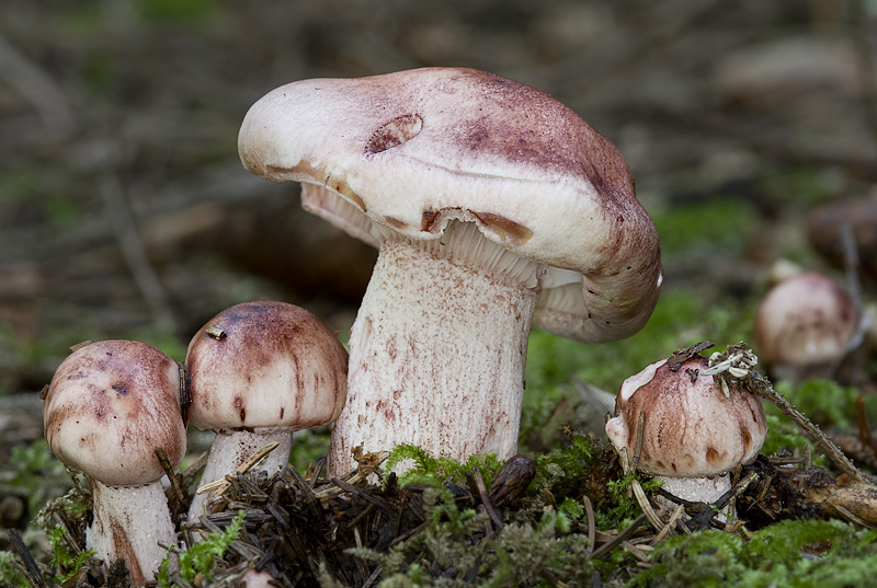 Hygrophorus erubescens